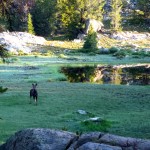 We saw this moose right after the sun came up.