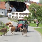 Ha! A Bavarian traffic jam. Our Wyoming traffic jams often have cows in them, too.