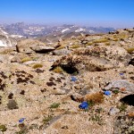 Alpine tundra. Notice the little blue flowers. They are forget-me-nots, my favorite.