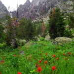 Indian paintbrush and big granite walls.