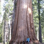Giant Sequoias and other Yosemite Sights