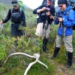 Checking out a cool caribou antler.