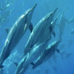 Dolphins surrounded us on our ocean swims. (Photo by SunlightonWater.com)