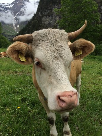 These cows with bells are everywhere, and you can hear their jangling bells as you hike.