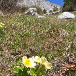 Beautiful flowers and Mitchell Peak in the same frame.