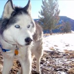R.I.P. Taiga, our Beloved Dog