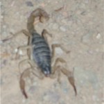 Freak out! A scorpion! A big one at that.