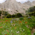 Pingora, with wildflowers in the foreground.