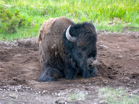 A one-ton bison takes a rest.