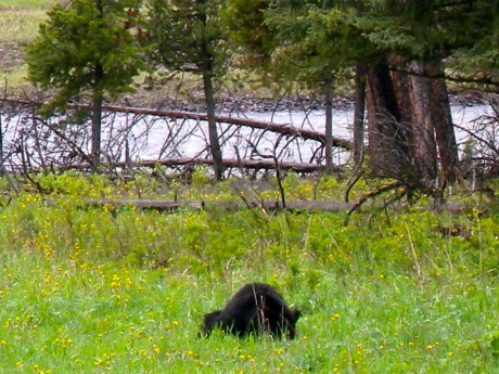 A black bear we watched.