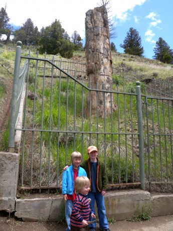 Our boys in front of Petrified Tree, a 50-million-year-old monument in Yellowstone.