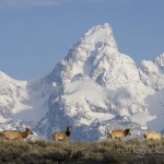 A Wyoming morning