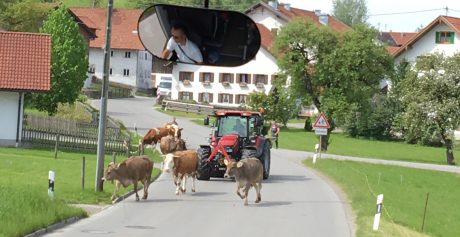 Ha! A Bavarian traffic jam. Our Wyoming traffic jams often have cows in them, too.