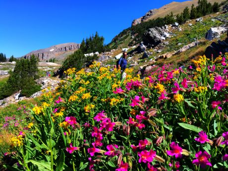 Alan, and wildflowers.