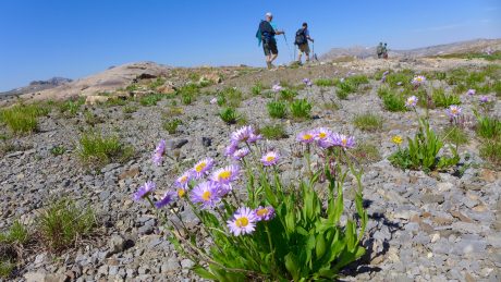 More flowers. Alaska Basin.