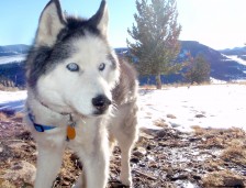 Taiga, our husky for almost 15 years.