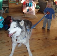 Taiga pulling our 2-year-old, Fin, at the cabin, last winter.