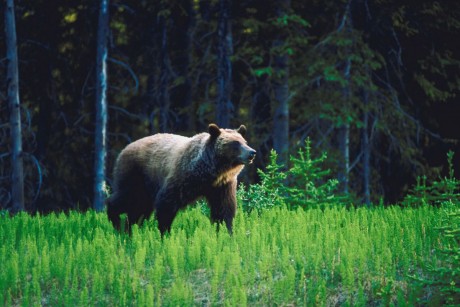 Grizzly bear. This isn't the one we saw, we didn't have a camera lens long enough. But this looks just like one we watched.