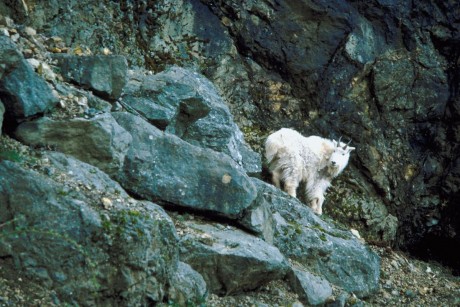 mountaingoat