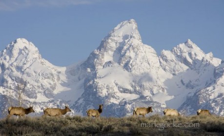 Elk in front of the Grand Teton, in Wyoming.
