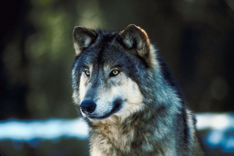 Gray wolf. NOT the one we saw, but similar to it. : >